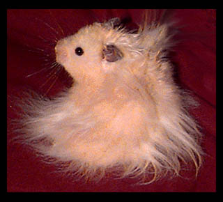 Hammyworld Hamsters Wordbook