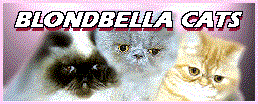 Blondbella Persians and Exotics