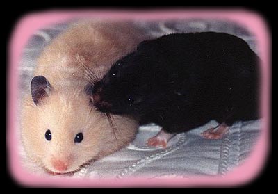 Balu´s and Simon´s wedding